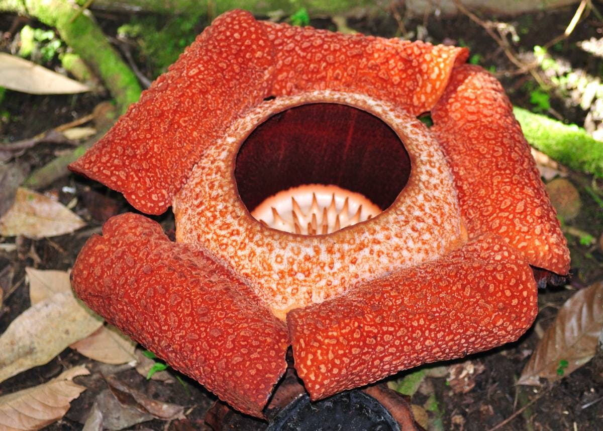 Rafflesia known as the 'corpse flower' due to its offending smell